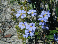 the blue Dampiera lined the bicycle track