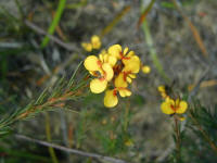 the Parrot pea grew in the protection of the coastal tea tree