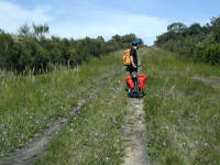 the bike track passed through a bed of the Purple Flag .. Patersonia