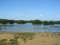it might see as if French Island was only mangroves and mosquitoes
