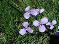 growing beside swampy puddles on the track ... the Patersonia Occidentalis seemed tolerated the poor conditions