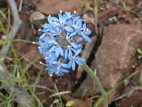 Brunonia australis is better known as the "Pin Cushion" daisy