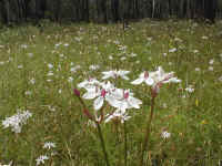 Burchardia umbellata fills the wet hollow beside a mine dam