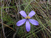 the five anthers suggest the popular name, "finger flower",  for Cheiranthera cyanea