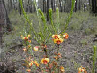 the wide shape of this pea suggests the genus "Dillwynia" to the keen observer