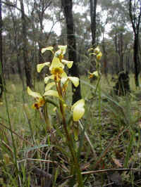 a scramble of Leopard orchids on the box forest floor