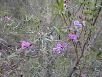 Glycine clandestina, the climbing pea
