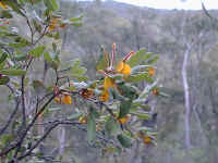 Usually the Grevilleas are red, this Grevillea chrysophaea has a subtle and interesting colour