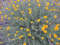 brilliant yellow daisies are always found on the high snow gum peak of the Bluff