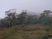 at last we reach the summit of Snowy Bluff, but cloud descends