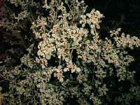 the frosted white leaves of the "Dusty Miller" .. Spyridium parvifolium