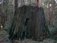 the mighty buttress of the forest trees before we cut them down
