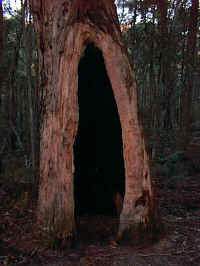 the hollowed trunk of a burnt tree provides an important habitat for small animals