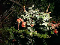 the common Grevillea alpina growing in the cracks of the granite wall of the waterfall