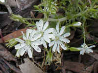the colorfully named "Milkmaids" are actually Burchardia umbellata.