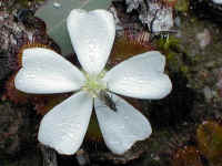 this insect seems unaware of its sticky fate below the beautiful Drosera petals