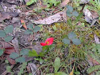 Kennedia prostrata creeps across the track