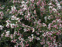 Micromyrtus ciliata was growing profusely on the rocky summit of the mountain