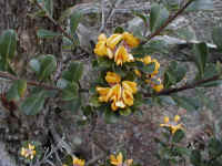 Pultenea daphnoides reaches a height of more than 2 metres on the slopes of Langi Ghiran
