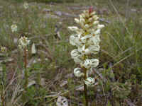 Stackhousias are often called "Creamy candles" .. the resemblance on this one is clear