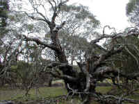 Hugely girthed gum trees hint at the size of the trees before human interference