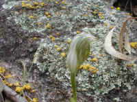 This "Blunt" Greenhood orchid was growing beneath a granite rock platform