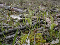 just like a miniature forest the delicate pterostylis nana orchid was hard to spot!